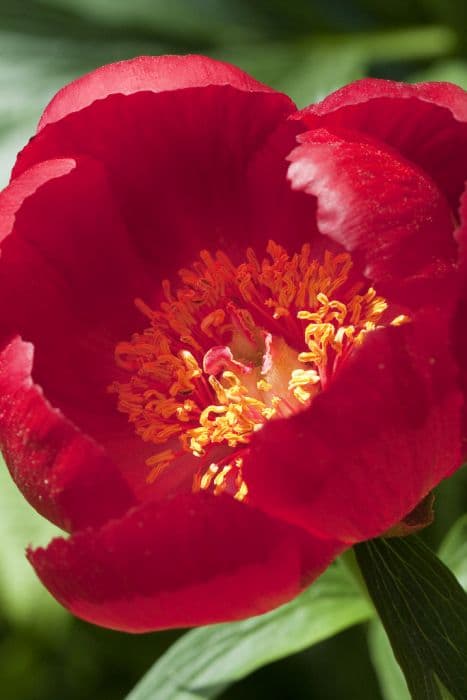 exotic peony