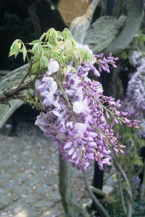 Chinese wisteria