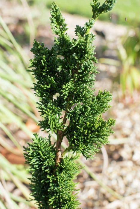 Lawson's cypress 'Wissel's Saguaro'