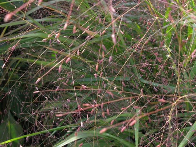 Purple love grass