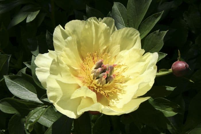 peony 'Garden Treasure'