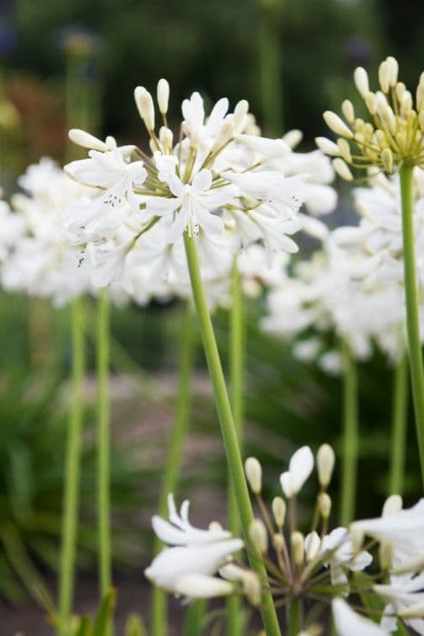 African lily 'Leicester'