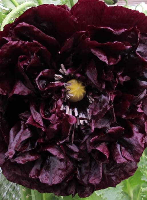 opium poppy 'Black Paeony'