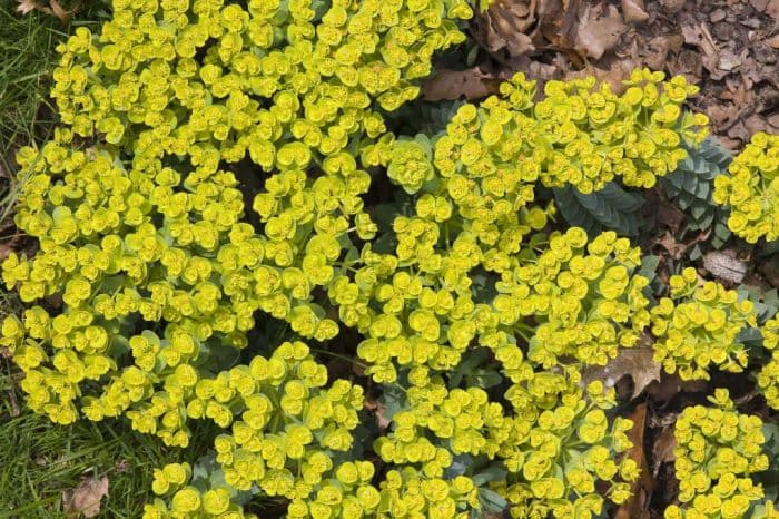 broad-leaved glaucous spurge