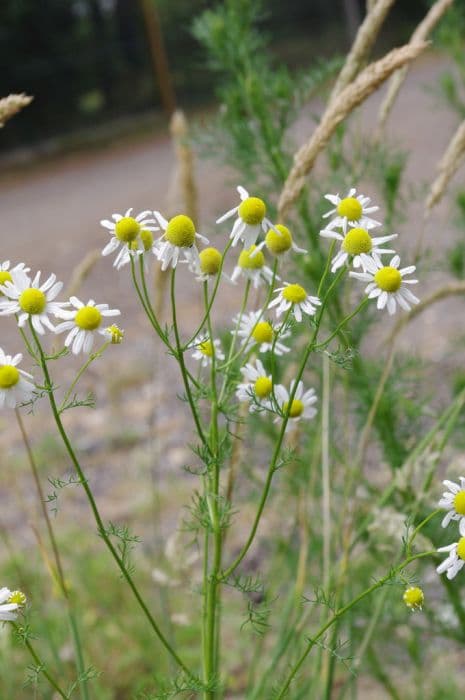 Scented mayweed