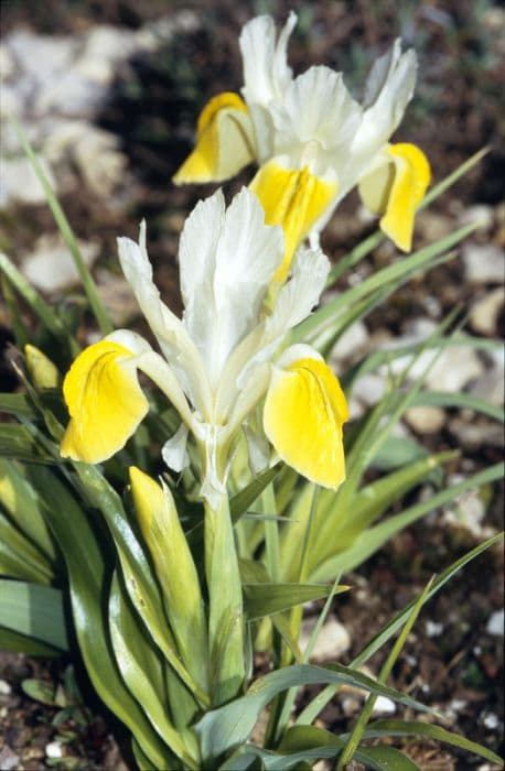 Bokhara iris