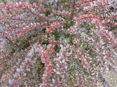 Japanese Barberry 'Kelleriis'