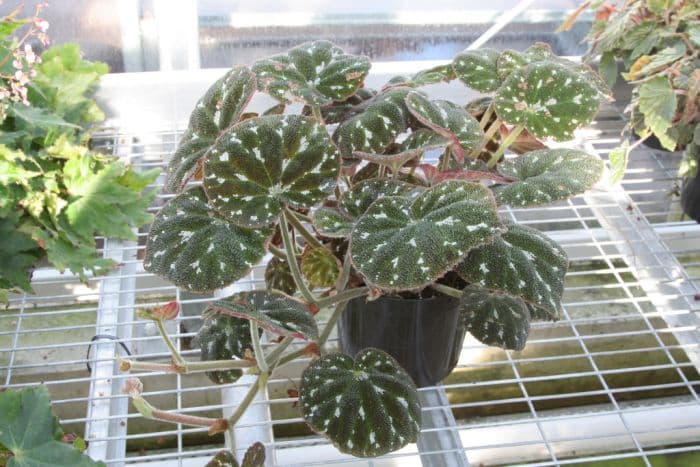 imperial begonia