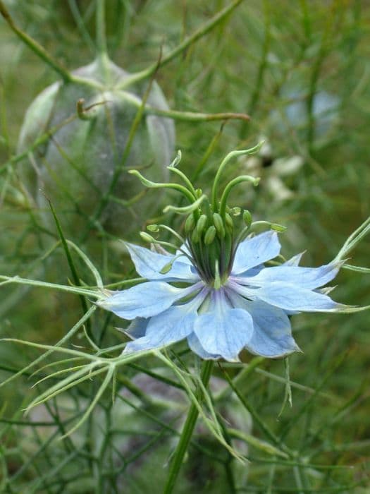 love-in-a-mist 'Miss Jekyll'