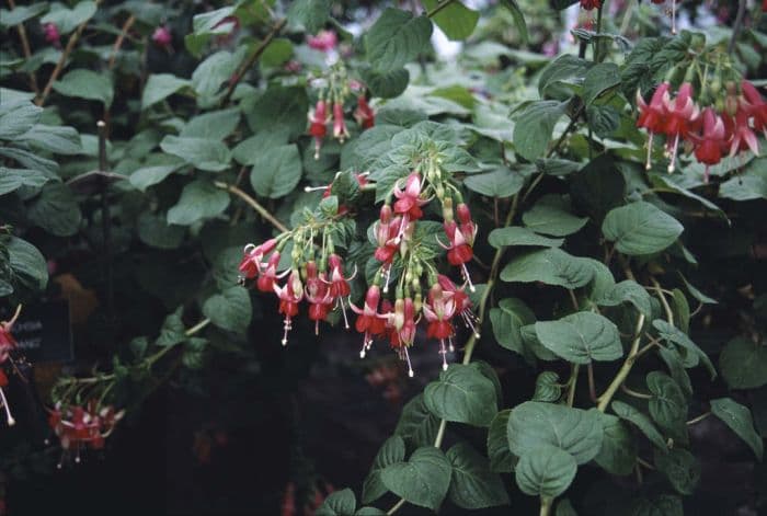 fuchsia 'Chang'