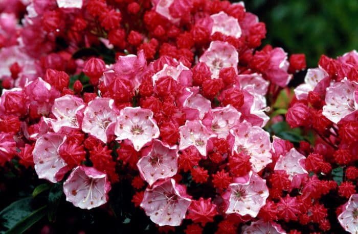 mountain laurel 'Little Linda'