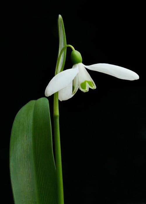 giant snowdrop