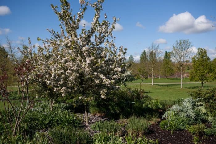 crab apple 'Winter Gold'