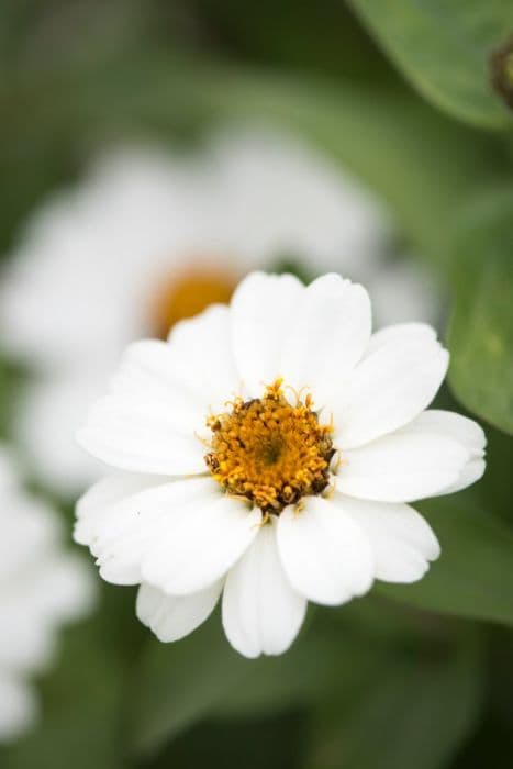 zinnia 'Profusion White'