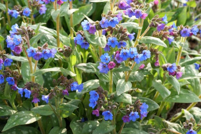 lungwort 'Blaues Meer'