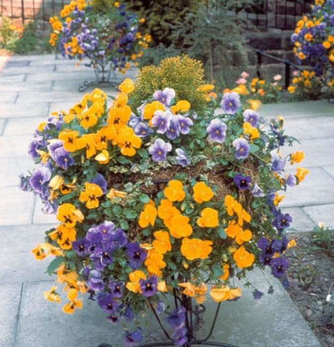 pansy Universal Plus Series