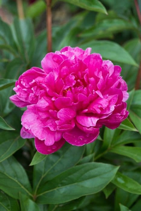 peony 'Nice Gal'