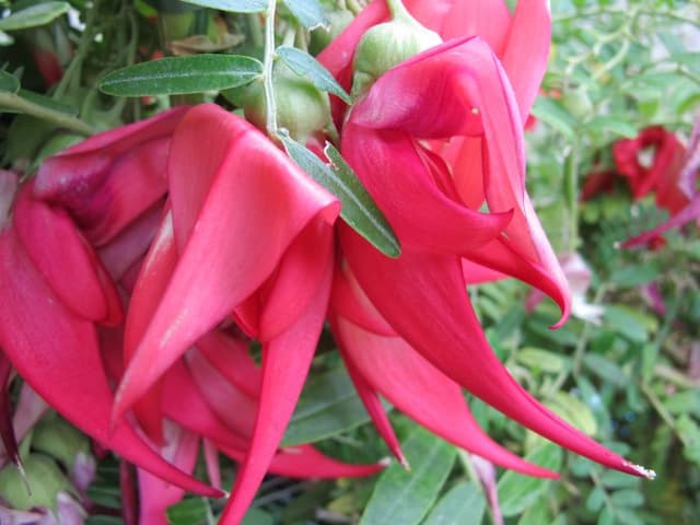 Lobster claw 'Roseus'