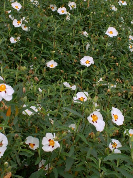 purple-flowered rock rose 'Alan Fradd'