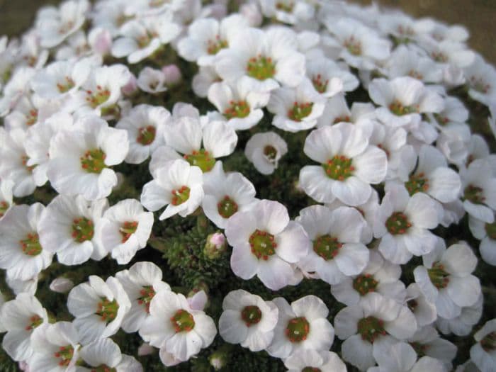 saxifrage 'Cumulus'