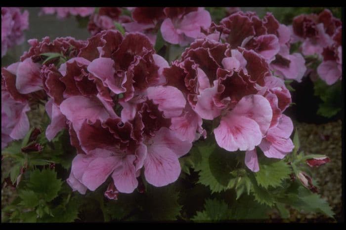 pelargonium 'Julia'