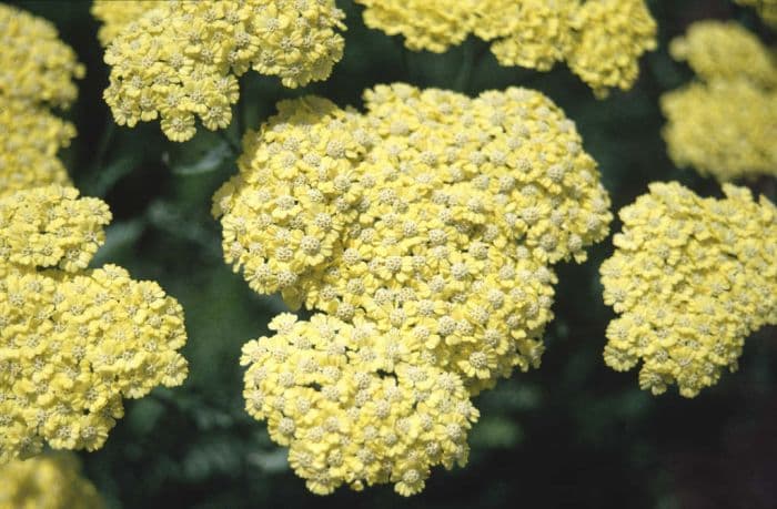 yarrow 'Taygetea'