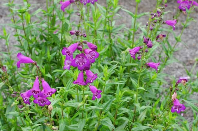 Penstemon 'Pensham Blueberry Ice'