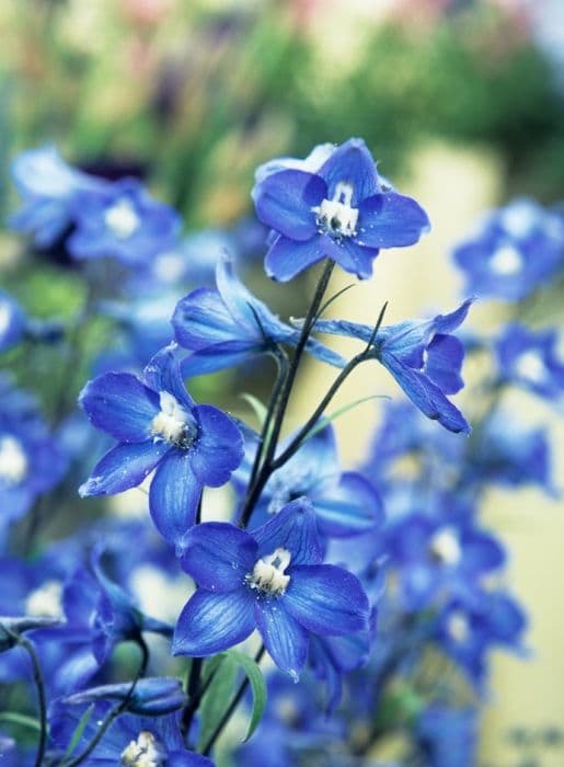 delphinium 'Janny Arrow'