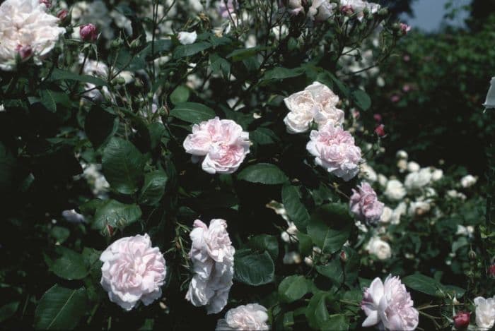 rose 'Fantin-Latour'