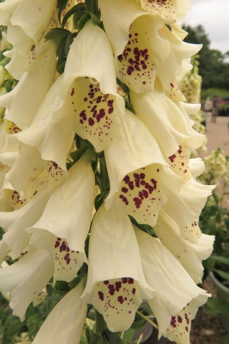 foxglove 'Dalmatian Crème'