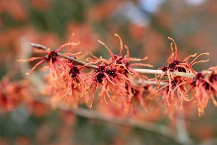 witch hazel 'Feuerzauber'