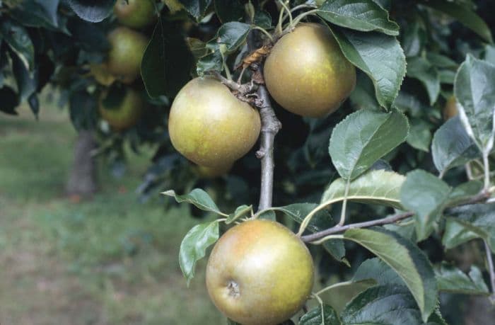 apple 'Egremont Russet'