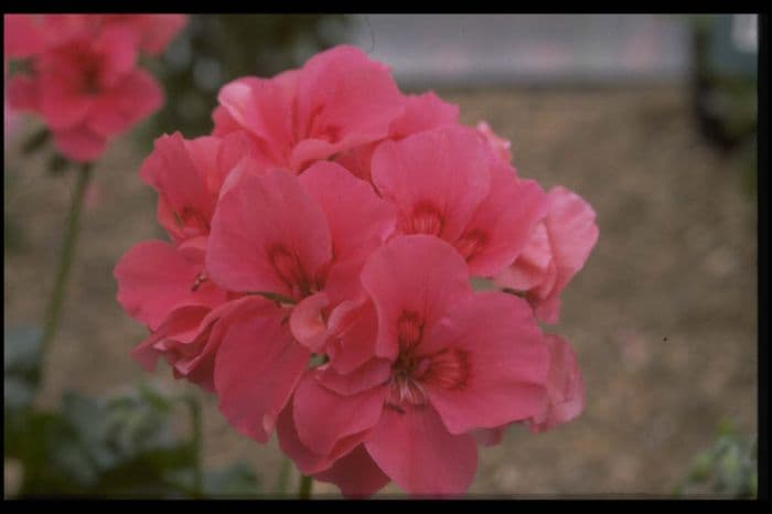 pelargonium 'Renee Ross'