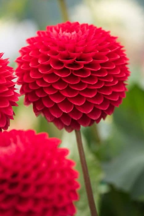 dahlia 'Marston Suzanne'