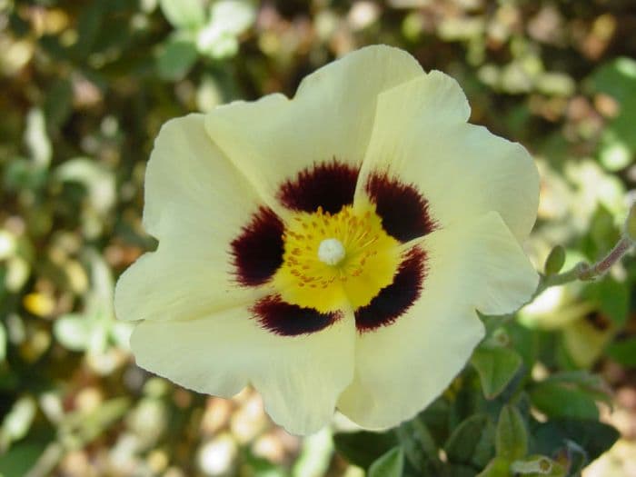 rock rose 'Merrist Wood Cream'