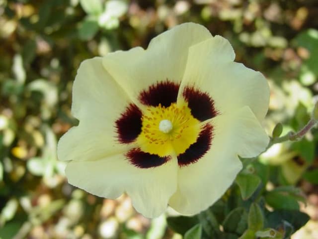 Rock rose 'Merrist Wood Cream'