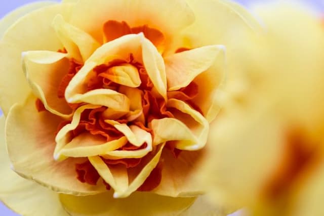 Daffodil 'Radjel'