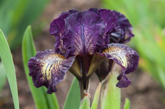 iris 'Ruby Eruption'