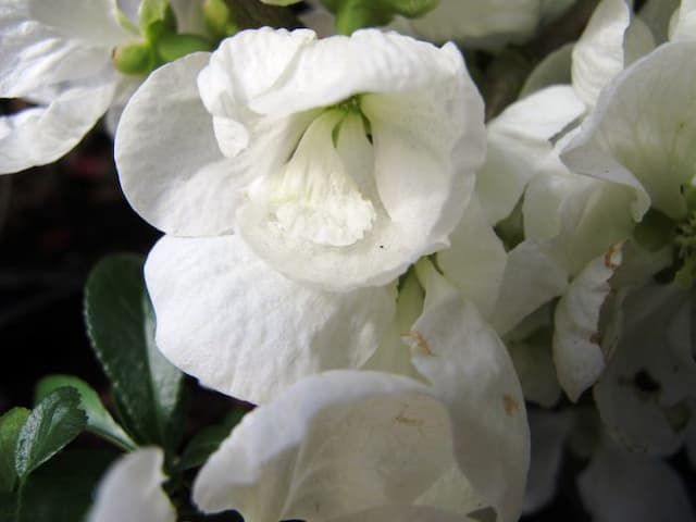 Japanese quince 'Jet Trail'