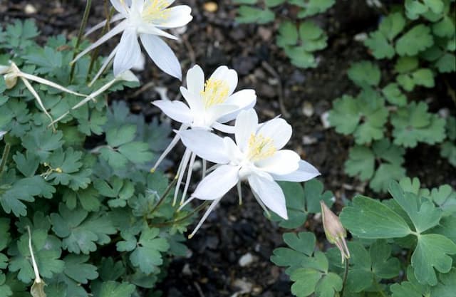 Rocky Mountain columbine