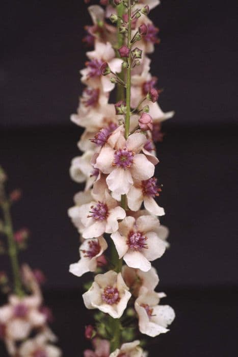 Mullein 'Primrose Cottage'