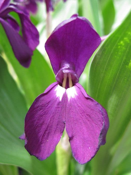 Roscoea 'Harvingon Evening Star'