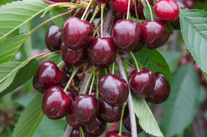 cherry (sweet) 'Stella'