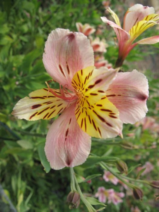 Peruvian lily 'Selina'