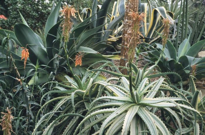 variegated candelabra aloe