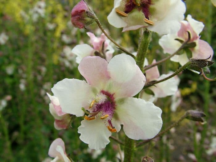 white-flowered moth mullein