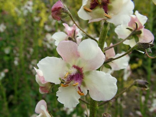 White-flowered moth mullein