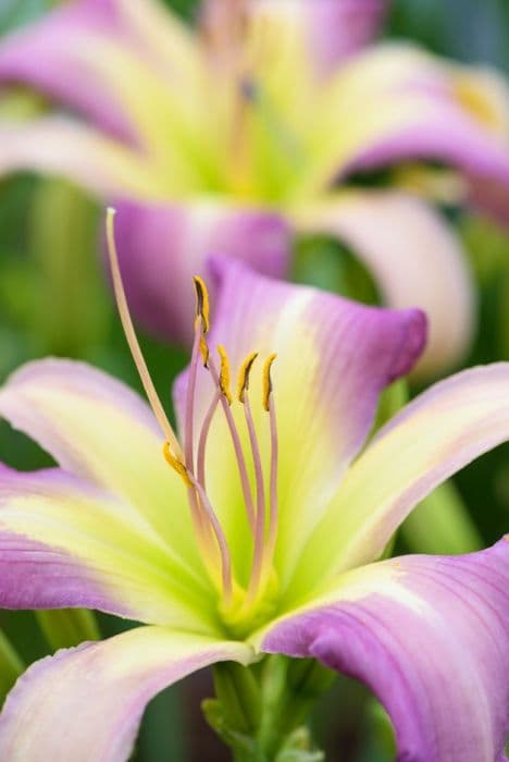 daylily 'Carolina Cool Down'