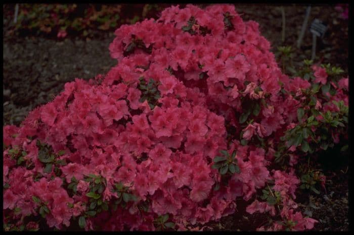 rhododendron 'Vuyk's Rosyred'