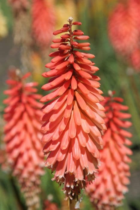 red-hot poker 'Timothy'